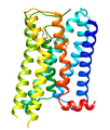 5-HT1E receptor structure