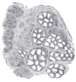 Serous gland