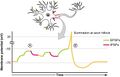 Post Synaptic Potential Summation