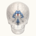 Third ventricle
