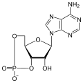 Cyclic adenosine monophosphate (cAMP) structure