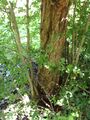Crataegus