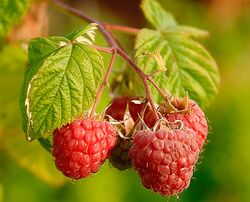 Raspberries (Rubus Idaeus).