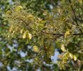 Sal (Shorea robusta) new leaves with flower buds at Jayanti, Duars