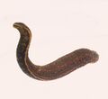 Tooth