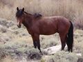 Wild horse in Trail Canyon, Nevada