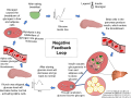 An example of a negative feedback loop is the process of increasing and decreasing glucose levels in our bloodstream
