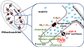Chemiosmotic coupling in mitochondria
