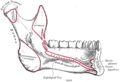 Anatomy of the sublingual gland