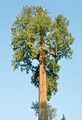 Thuja plicata in Vancouver
