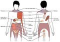 Referred pain chart