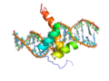 NK2 homeodomain-DNA complex