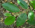 Annona glabra leaves