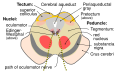 Diagram of the cranial nerve nuclei, including the oculomotor nucleus.
