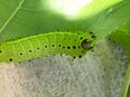 Luna moth 4th instar