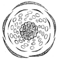 Adonis autumnalis flower diagram