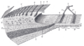 Organ of Corti