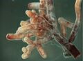 Mycorrhizal root tips (Amanita)