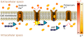 Sodium-potassium pump