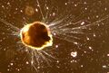 Foraminifera
