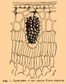 Brockhaus and Efron Encyclopedic Dictionary illustration