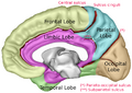 Lobes Capts Medial 1