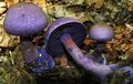 Cortinarius violaceus in its natural habitat