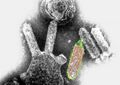 CSIRO Science Image 1977 Bat Lyssavirus