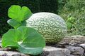 Cucurbita ficifolia Courge de Siam