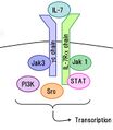 Interleukin-7 receptor signaling pathway