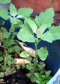 Chenopodium album