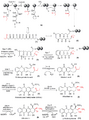 Anthracycline aglycone biosynthesis