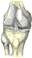 Anatomical illustration of the knee joint