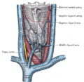 Muscles of the larynx, seen from above