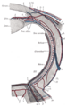 Central retinal vein and its branches