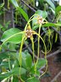 Strophanthus