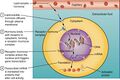 Binding of lipid-soluble hormones