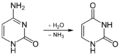 Deamination of cytosine to uracil