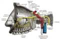 Glossopharyngeal nerve