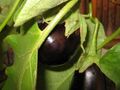 Eggplant, a purple vegetable with a unique texture, often grilled or baked.