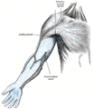 Deltopectoral lymph nodes