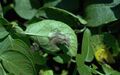 Late blight on potato leaf