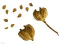 Lilium candidum capsule