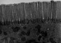 Microvilli of the jejunum