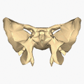 Sphenoid bone