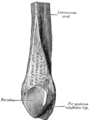 Lower extremity of right fibula. Medial aspect.