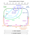 Nitrogen Cycle - Reactions and Enzymes