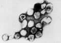 Rubella virus TEM B82-0203