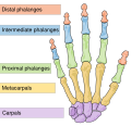 Diagram of human hand bones