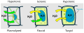 Diagram showing turgor pressure on plant cells